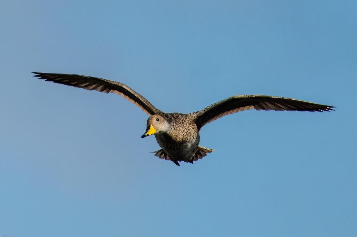 Шилохвіст жовтодзьобий - ML645274768