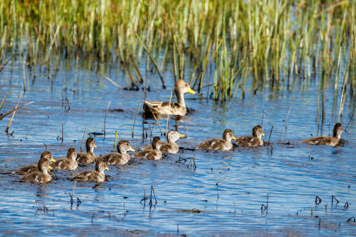 Шилохвіст жовтодзьобий - ML645274772