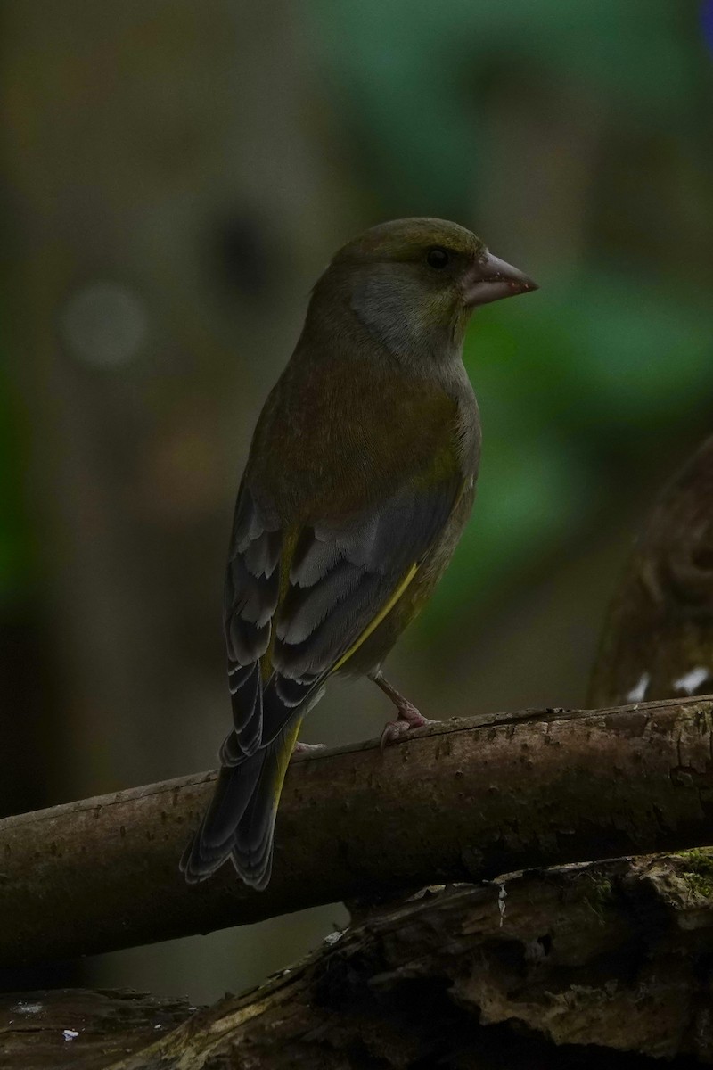 Verderón Común - ML645274780