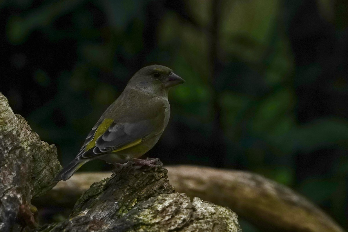 Verderón Común - ML645274781