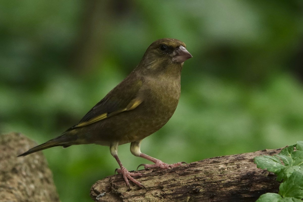 Verderón Común - ML645274782