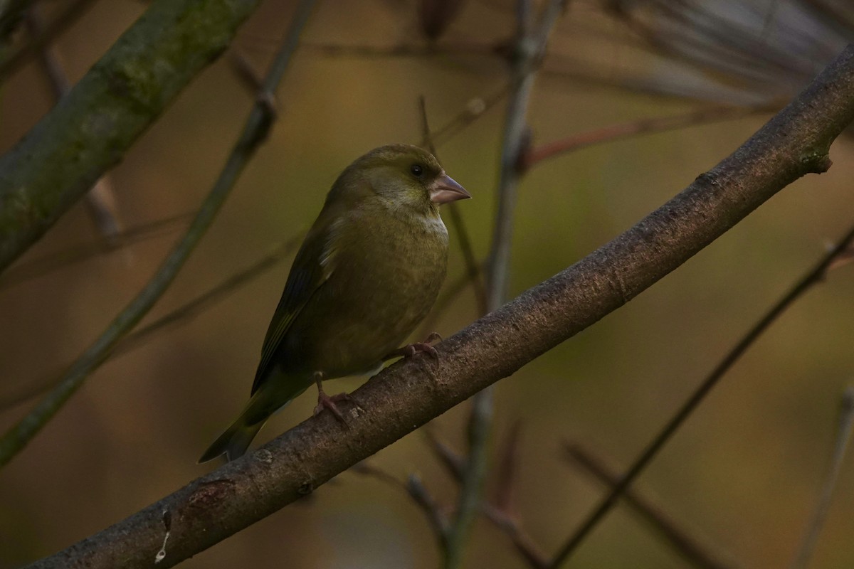 Verderón Común - ML645274783