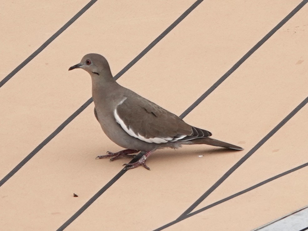 White-winged Dove - ML645274785