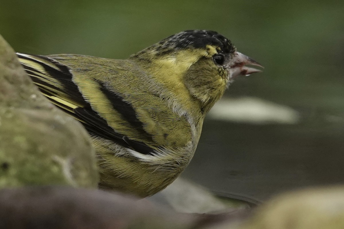 Jilguero Lúgano - ML645274797