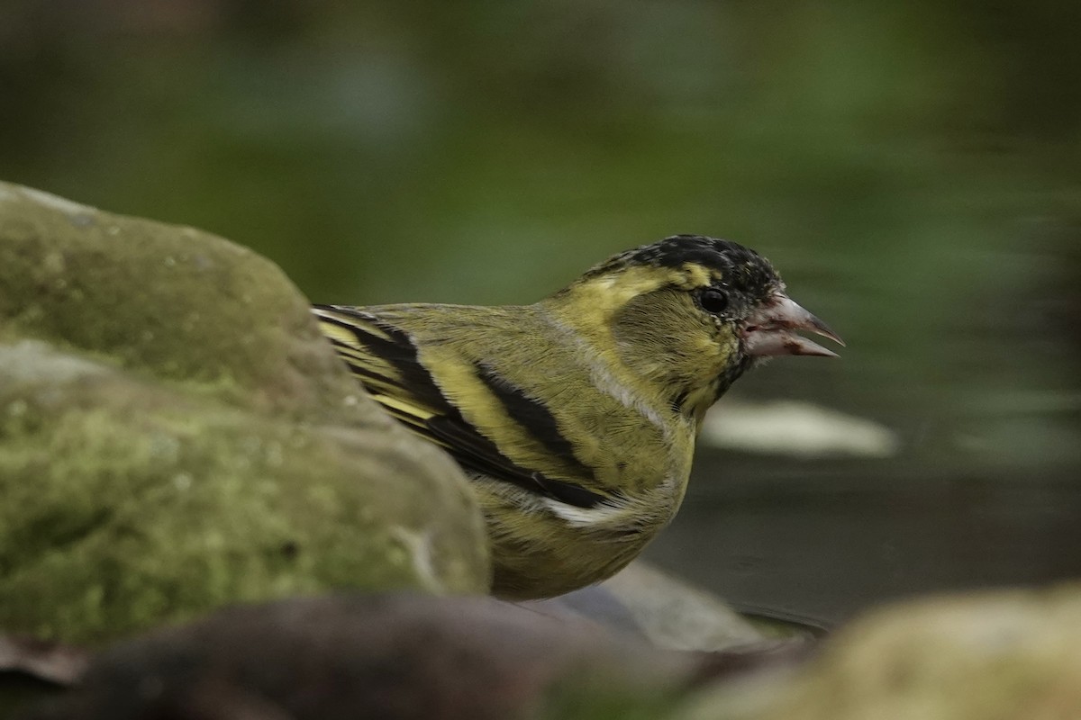 Jilguero Lúgano - ML645274798