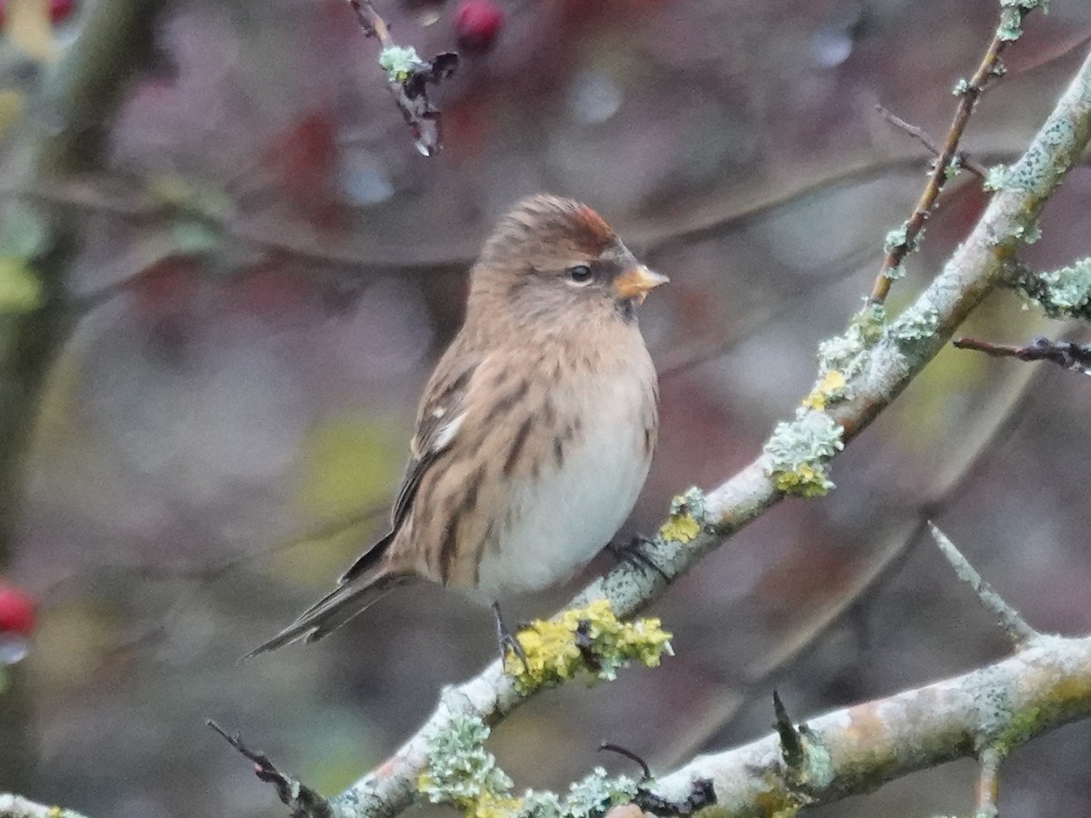 Pardillo Sizerín (alpino) - ML645274801