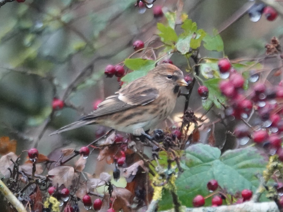 Pardillo Sizerín (alpino) - ML645274802