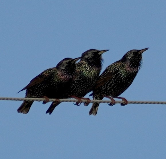 Шпак звичайний - ML645274808