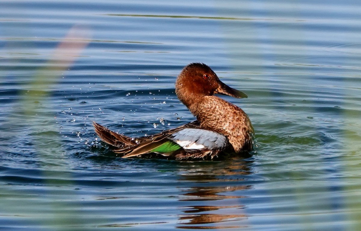 Zimtente - ML645274809