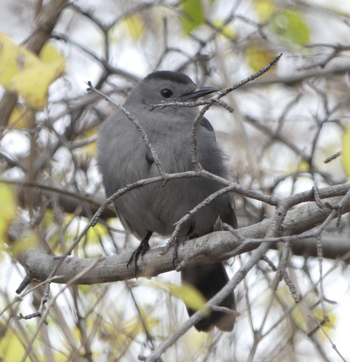 Gray Catbird - ML645274811