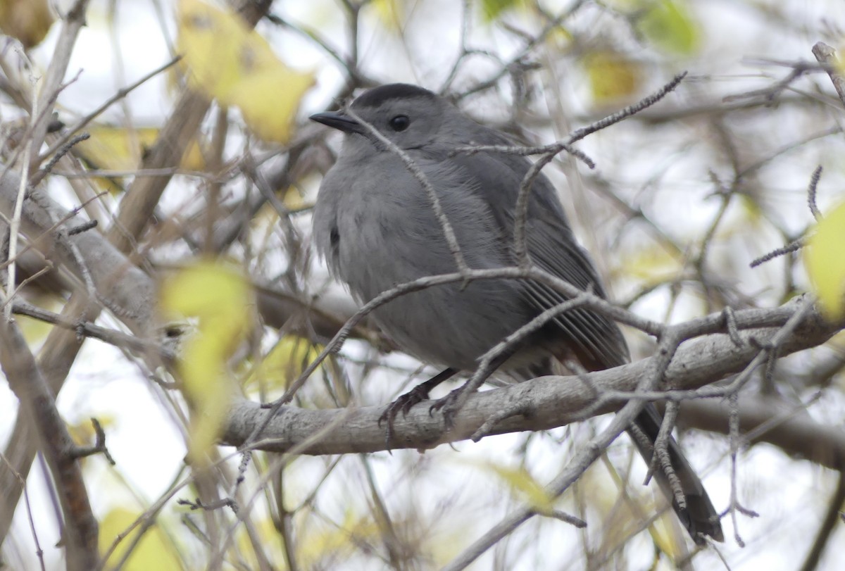 Gray Catbird - ML645274812