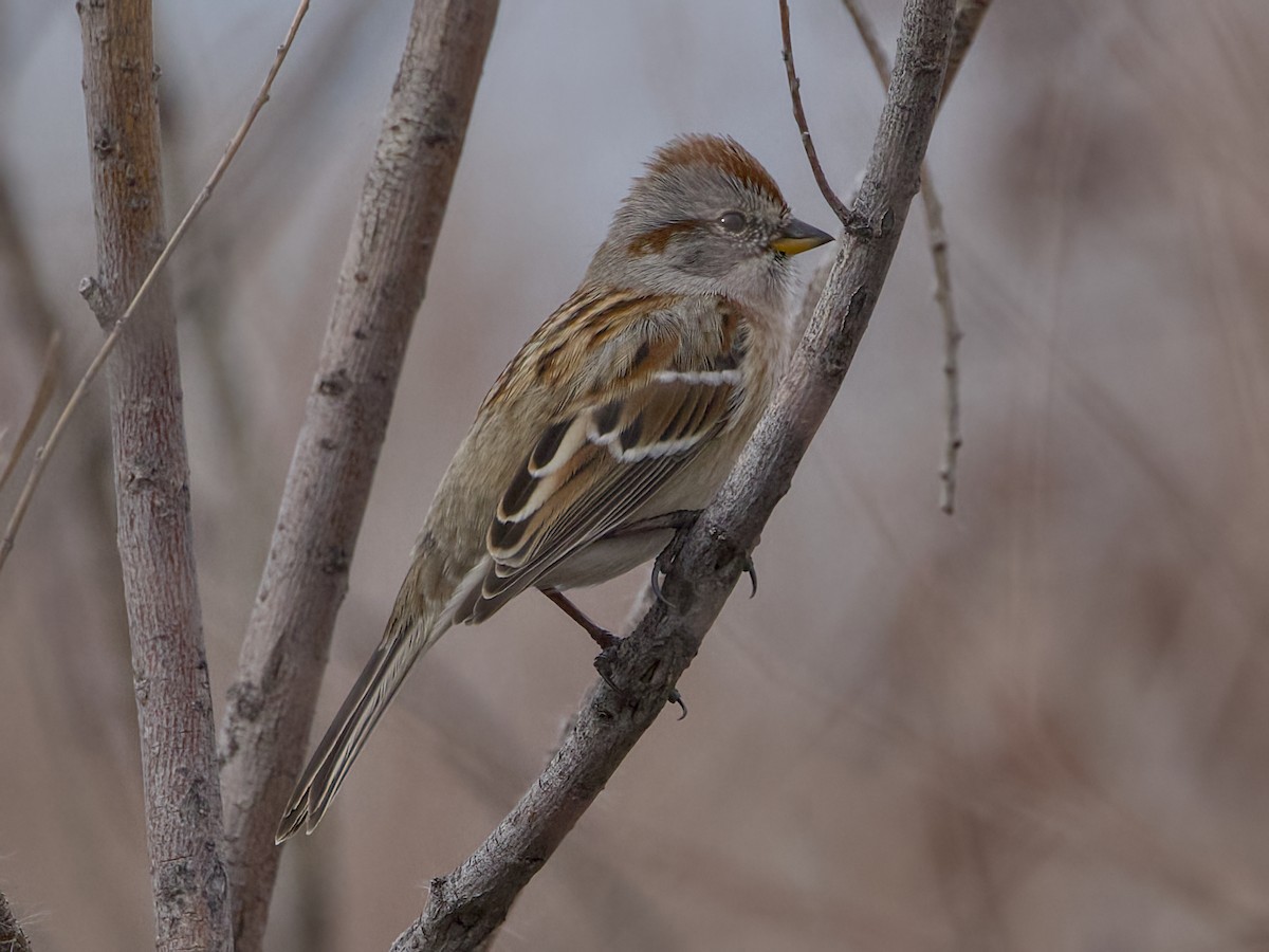 American Tree Sparrow - ML645274820