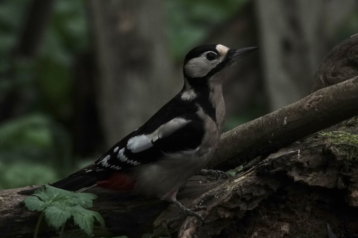 Pico Picapinos - ML645274855