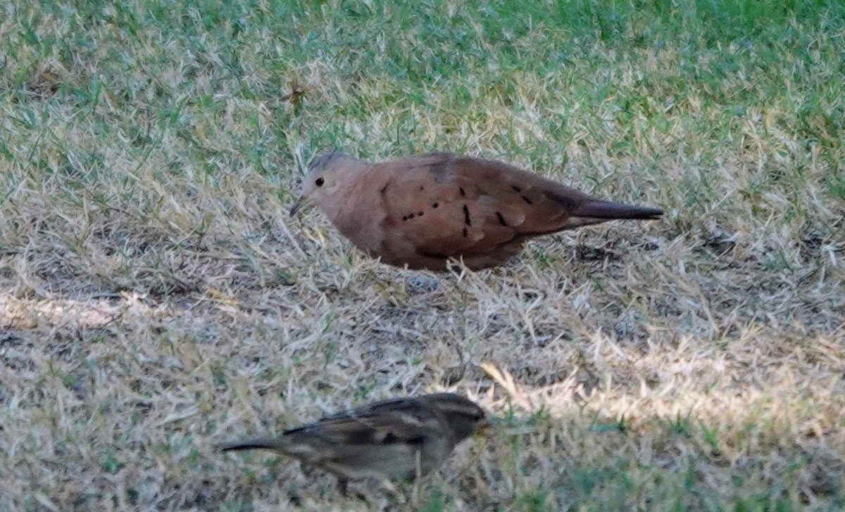 Rosttäubchen - ML645274861