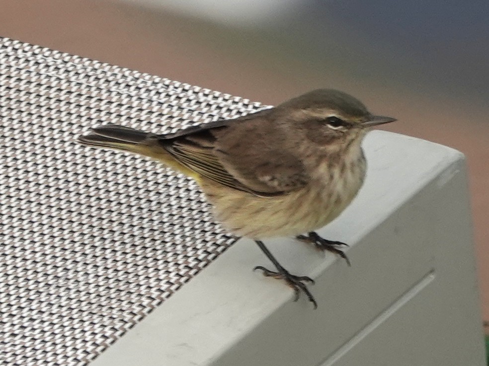 Palm Warbler - ML645274862