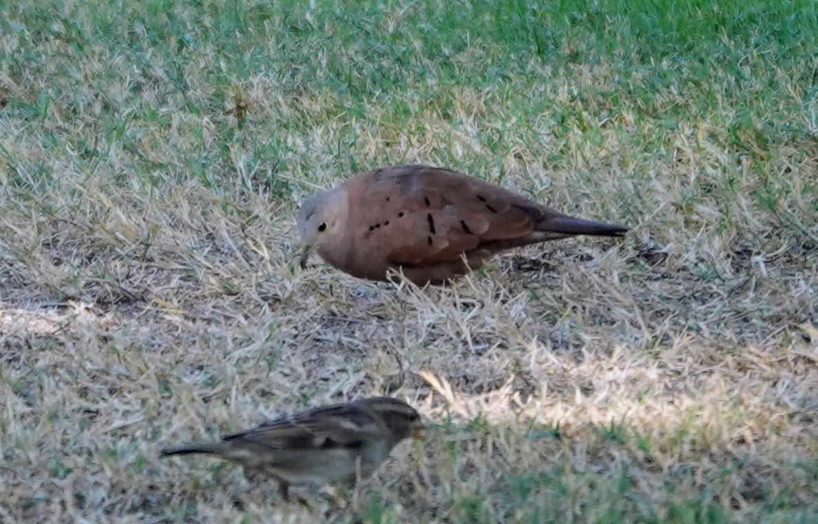 Rosttäubchen - ML645274865