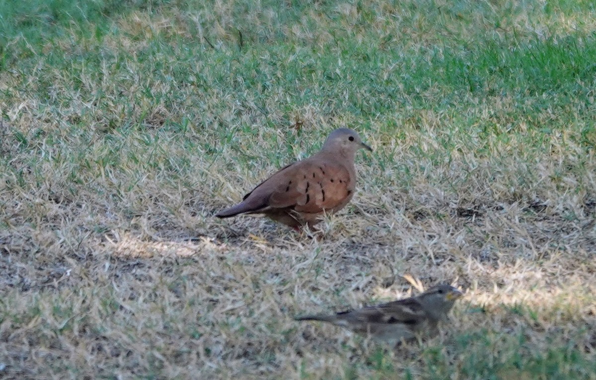 Rosttäubchen - ML645274868