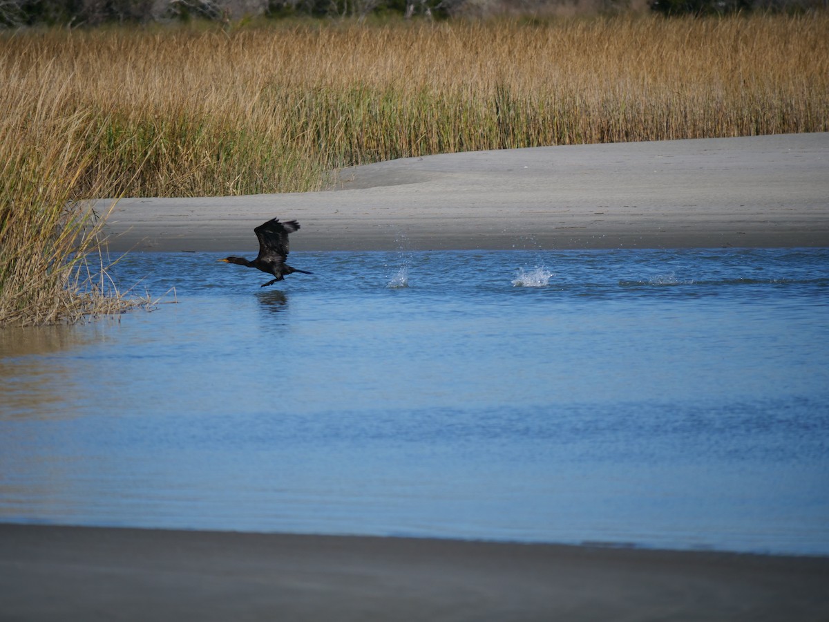 Double-crested Cormorant - ML645274873