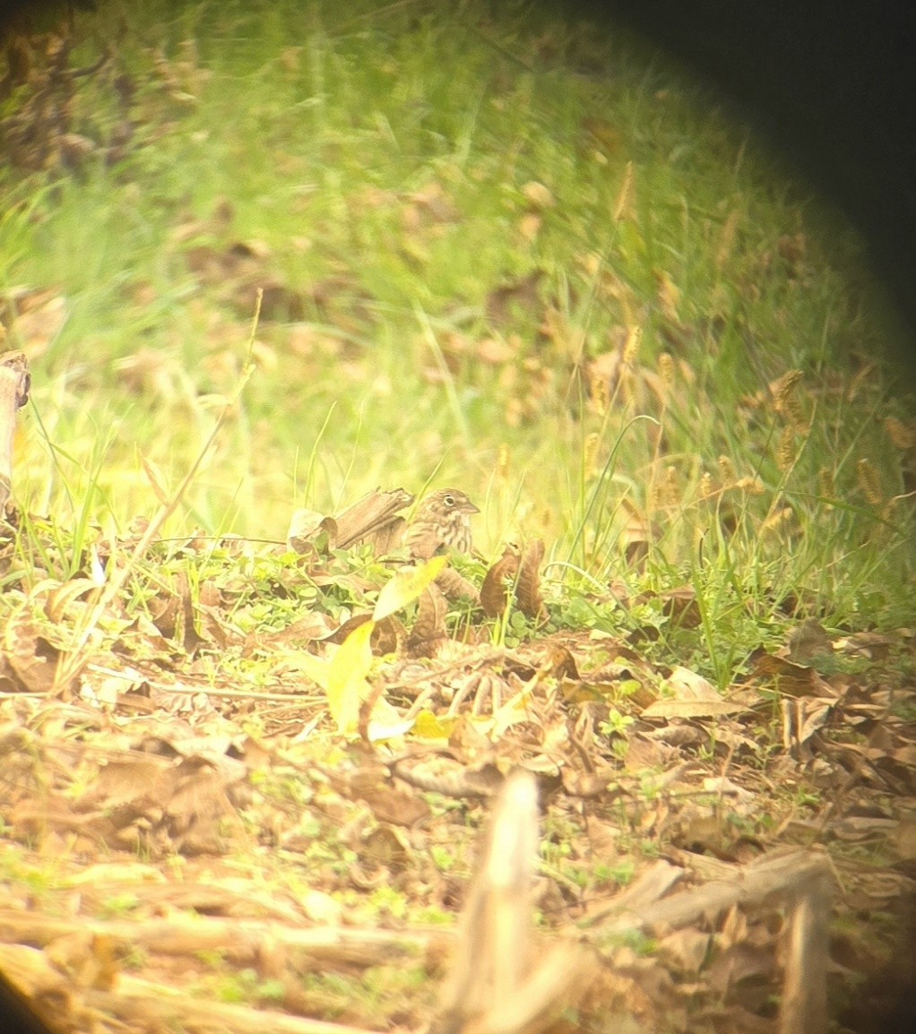Vesper Sparrow - ML645274882