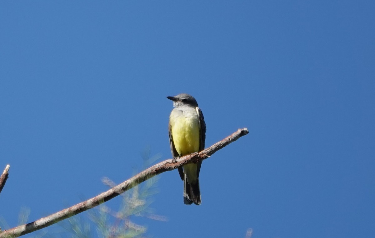 Western Kingbird - ML645274889