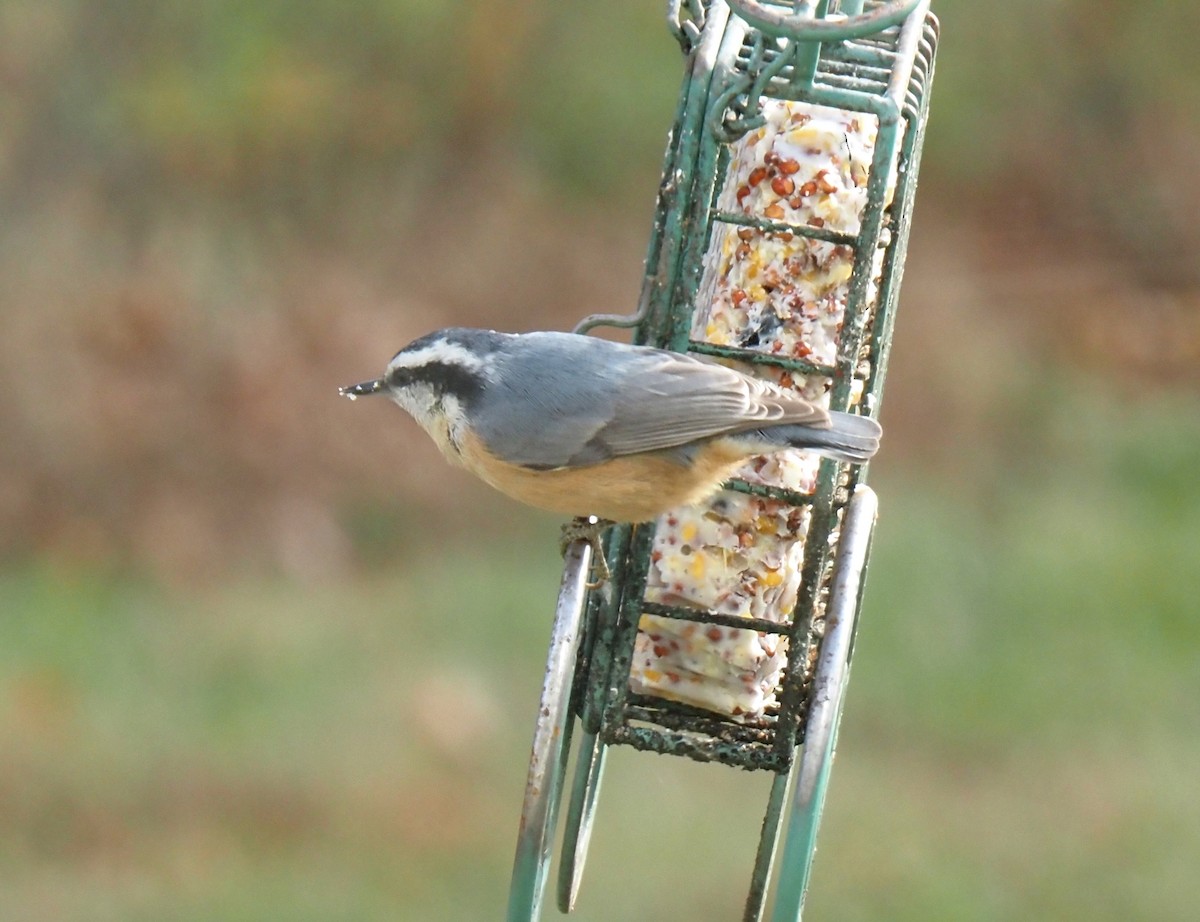 brhlík americký - ML645274890