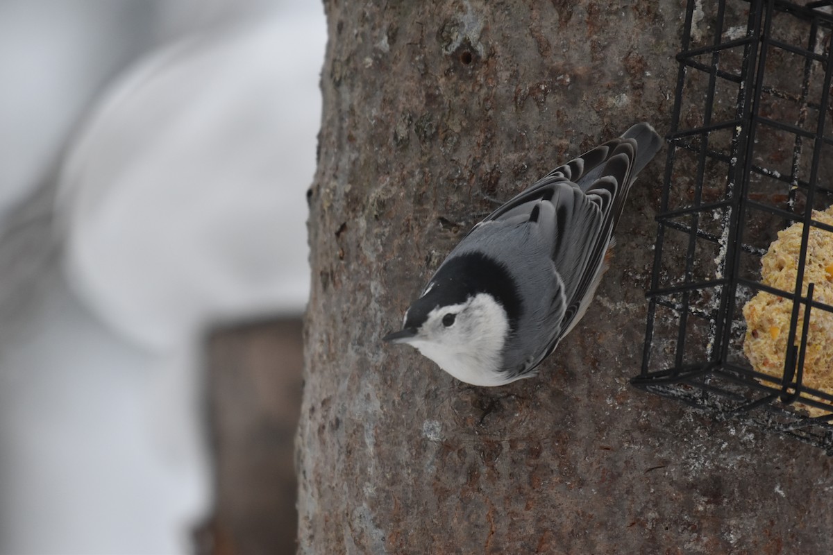 White-breasted Nuthatch - ML645274894