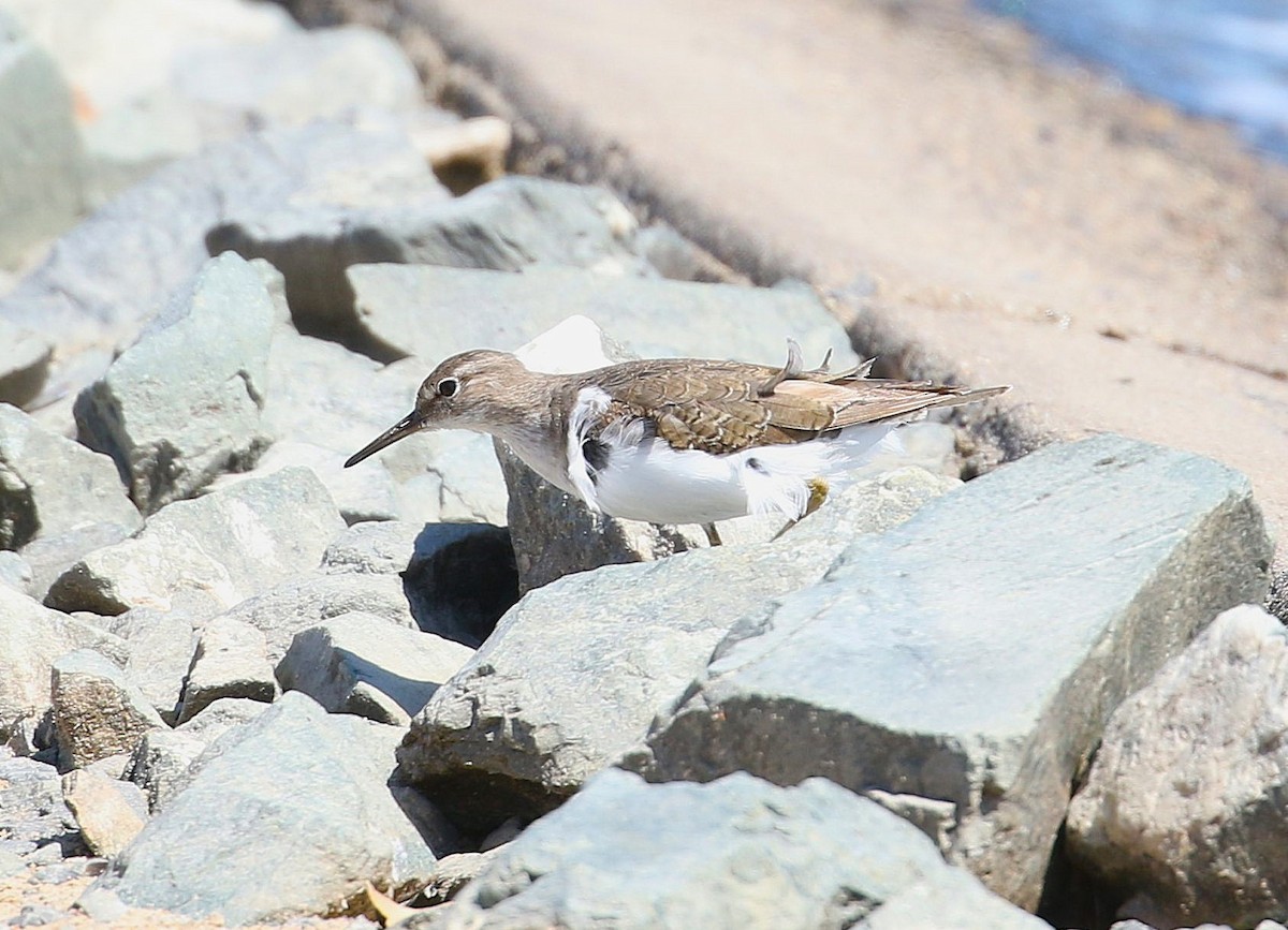 Common Sandpiper - ML645274897