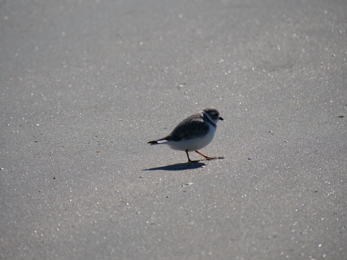 Piping Plover - ML645274898