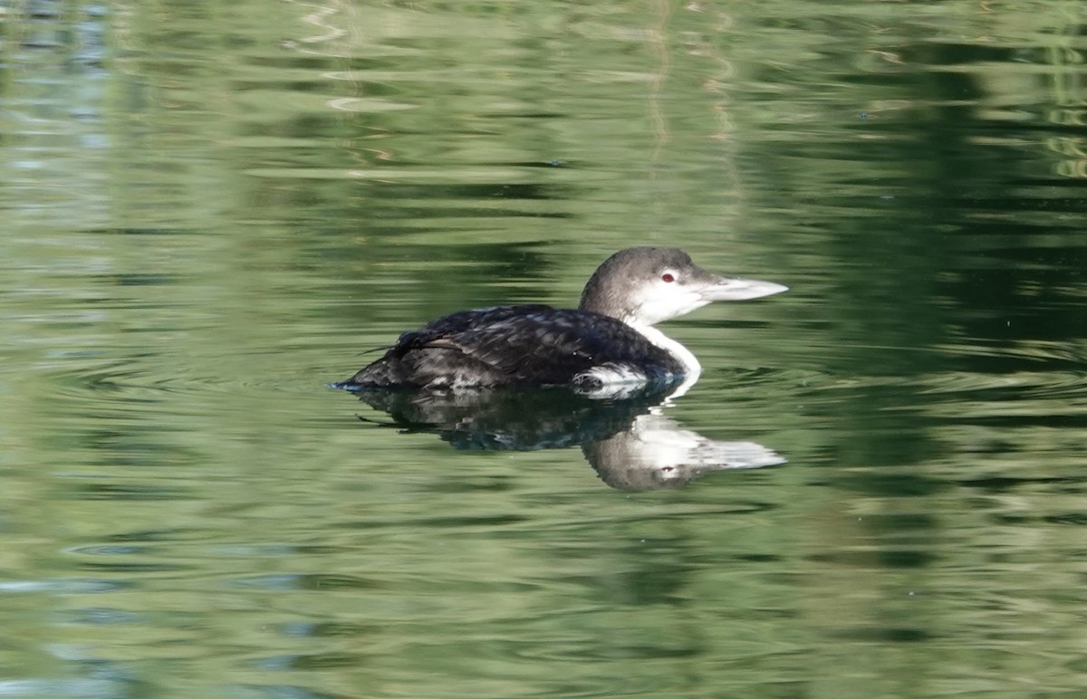 Eistaucher - ML645274899