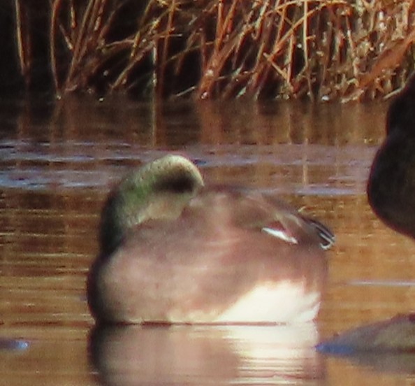American Wigeon - ML645274917