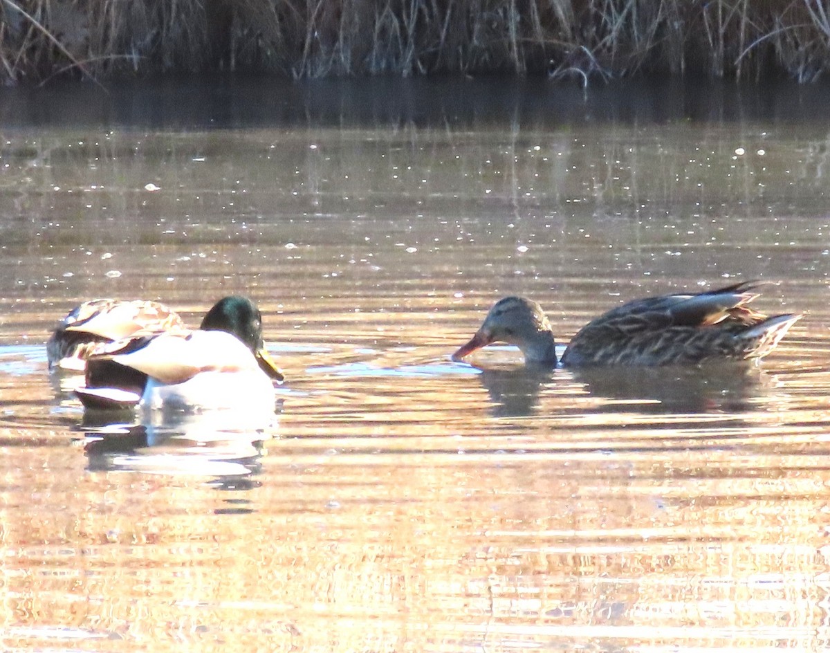 Mallard - ML645274943