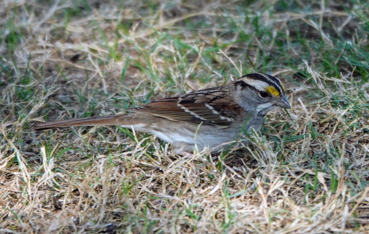 Weißkehlammer - ML645274949