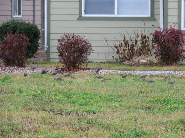 Шпак звичайний - ML645274951