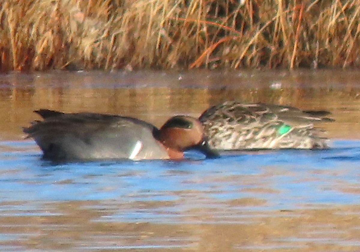 Green-winged Teal - ML645274954