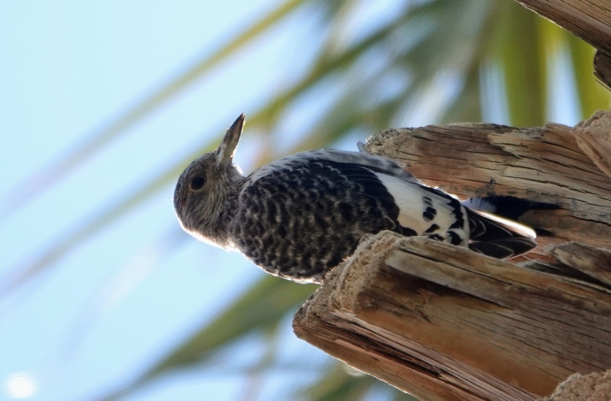 Rotkopfspecht - ML645274962