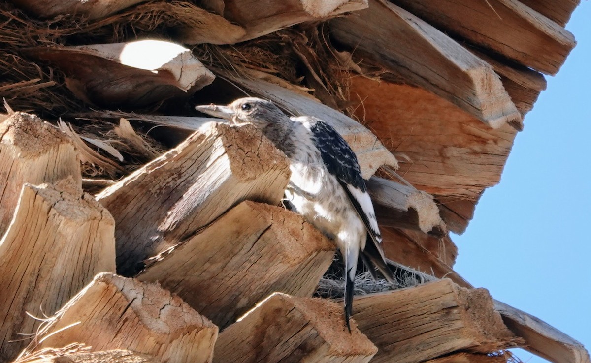 Rotkopfspecht - ML645274970