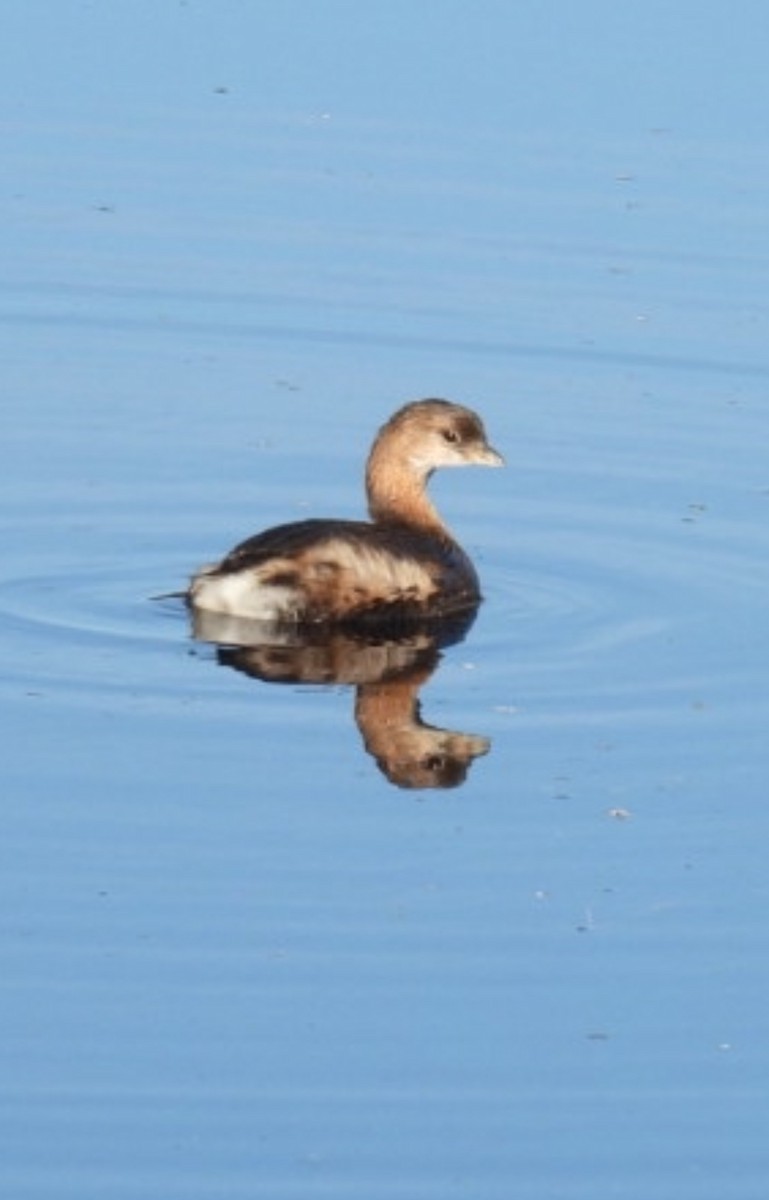 Pied-billed Grebe - ML645274971