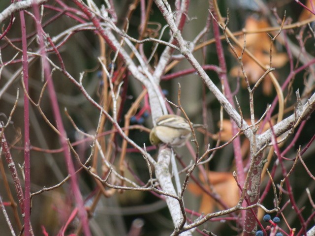 Altın İskete - ML645274973