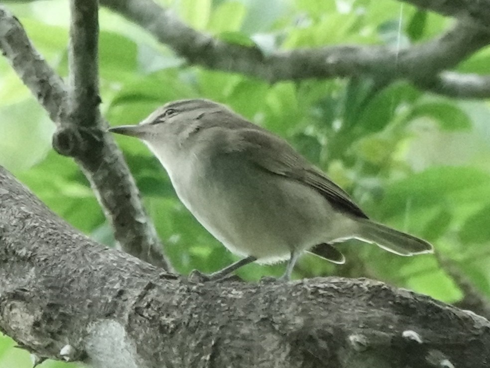 Yucatan Vireo - ML645274980