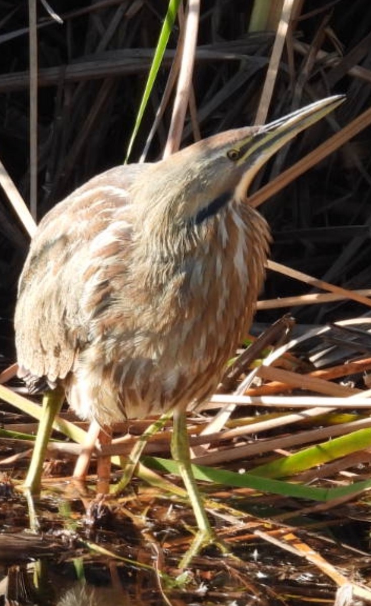 American Bittern - ML645274985