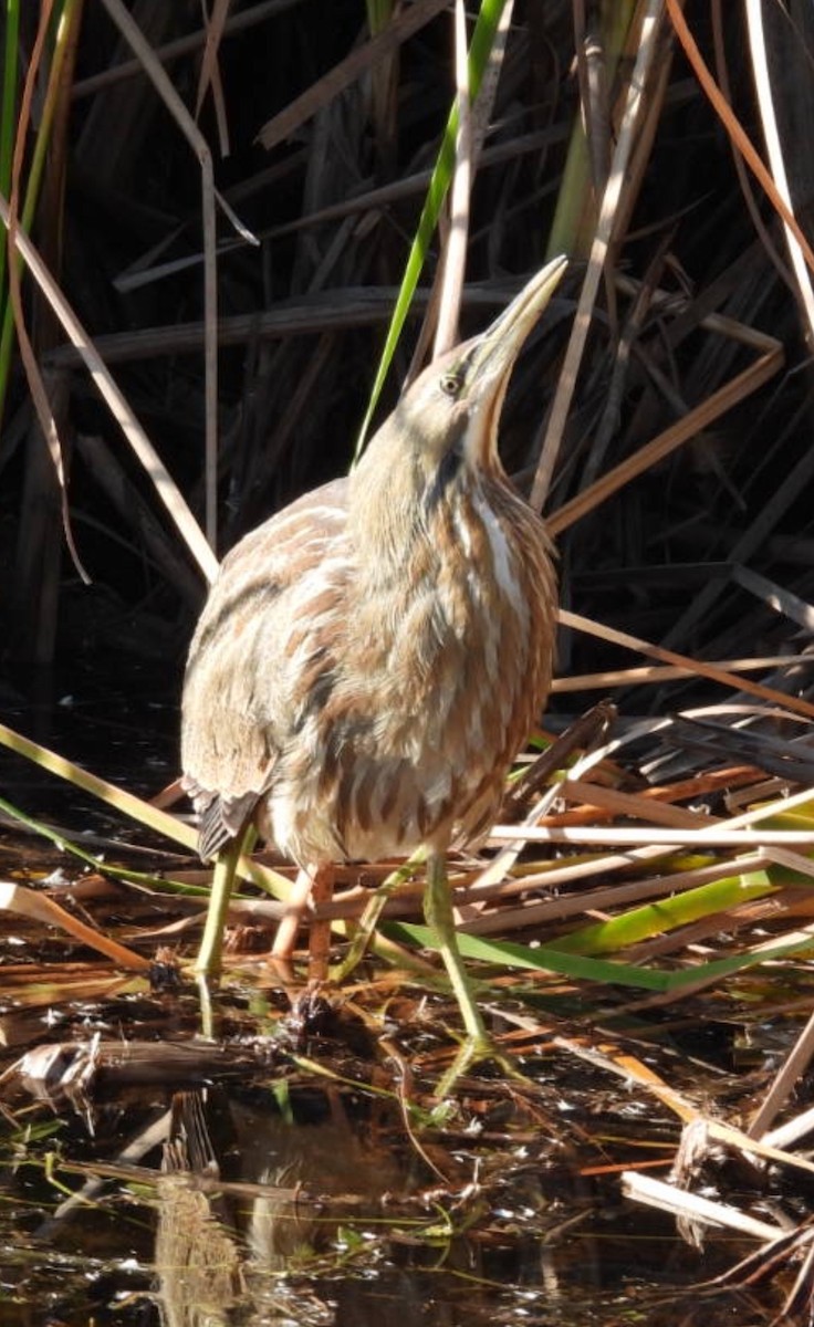 American Bittern - ML645274987