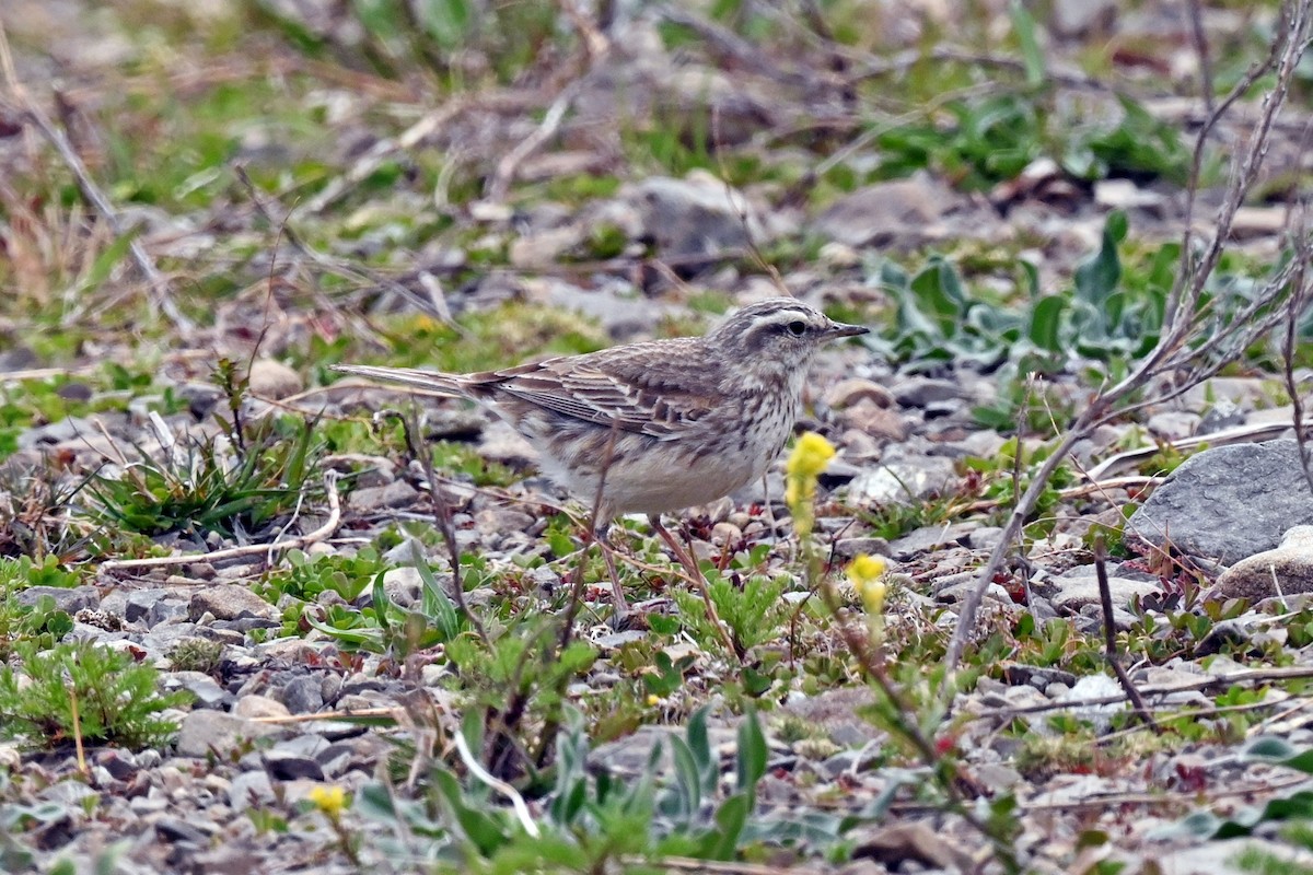 New Zealand Pipit - ML645274988