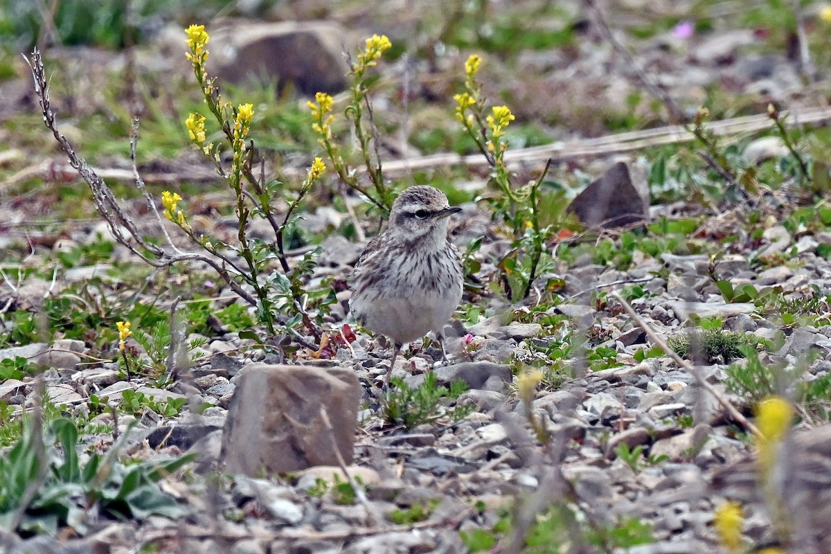 New Zealand Pipit - ML645274989