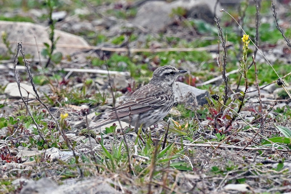 New Zealand Pipit - ML645274990