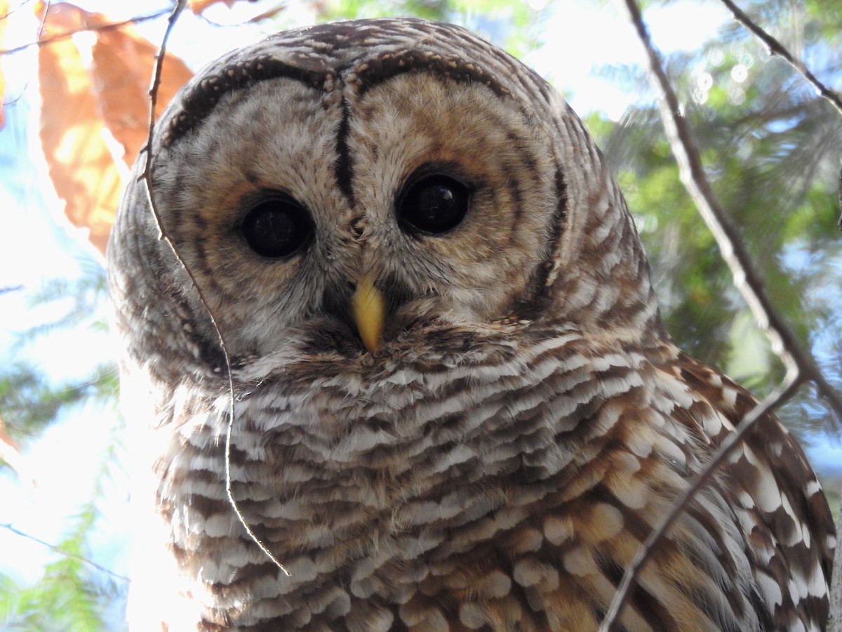 Çizgili Baykuş - ML645274994