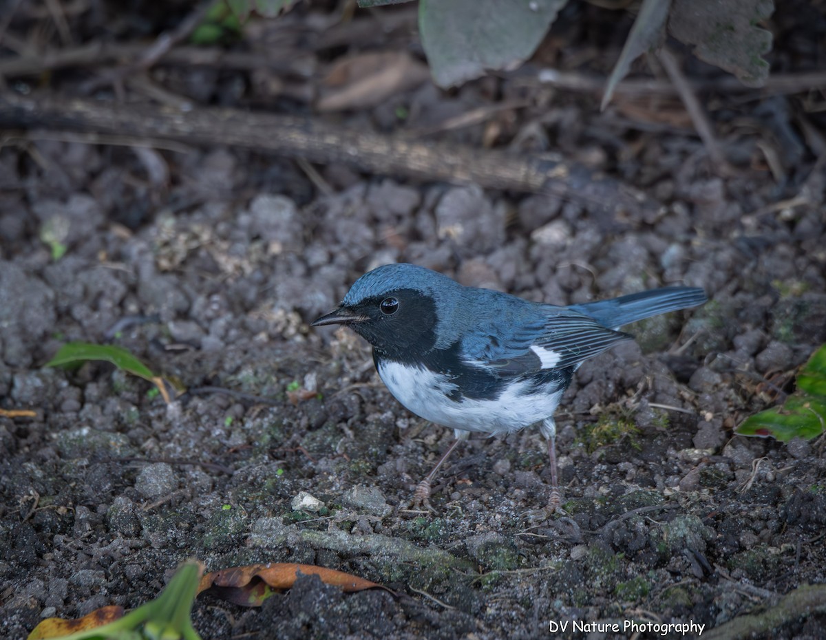 Black-throated Blue Warbler - ML645274996