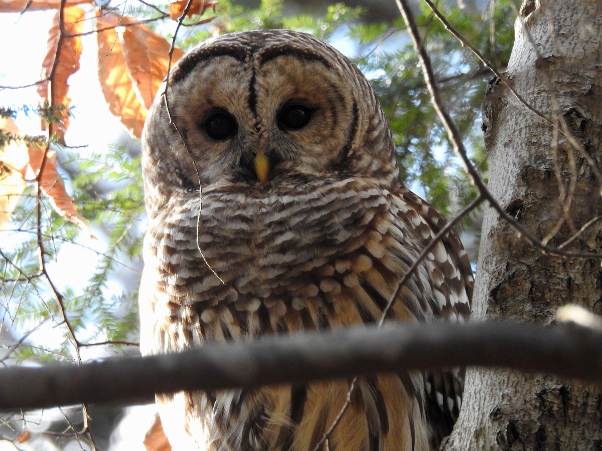 Çizgili Baykuş - ML645275006