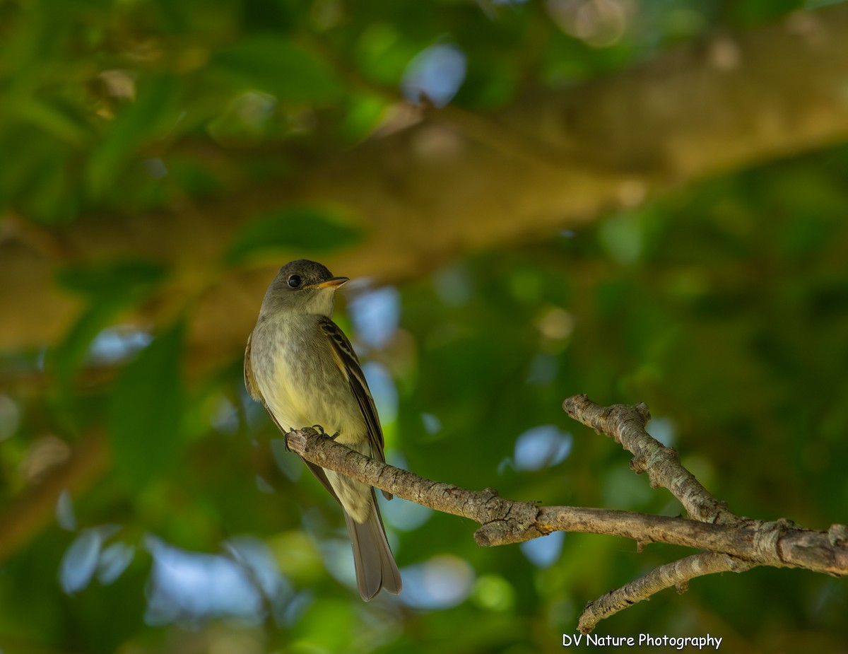 Eastern Wood-Pewee - ML645275026