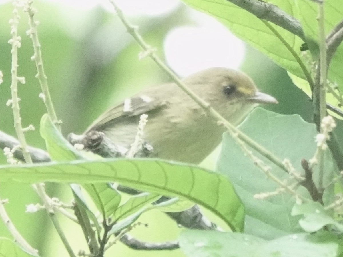 Mangrove Vireo - ML645275037