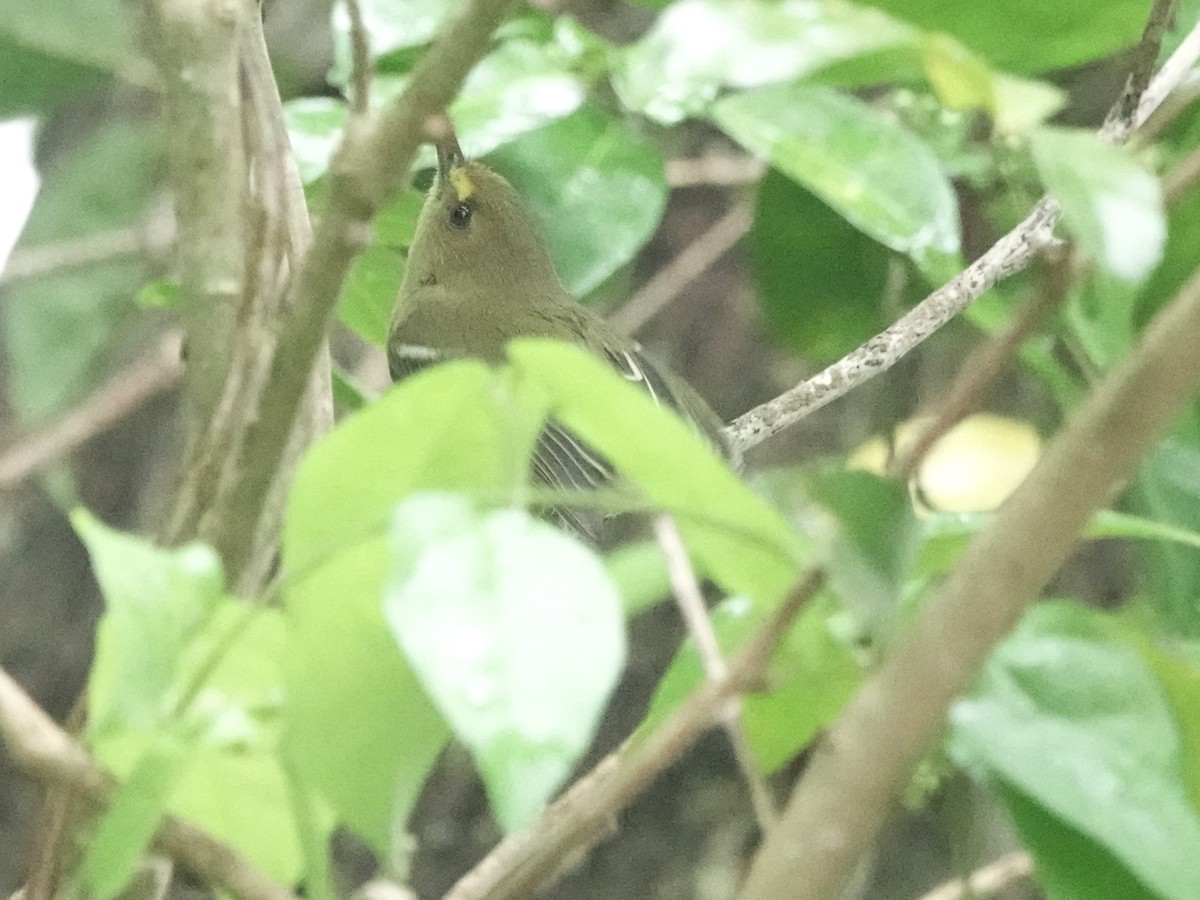 Mangrove Vireo - ML645275038
